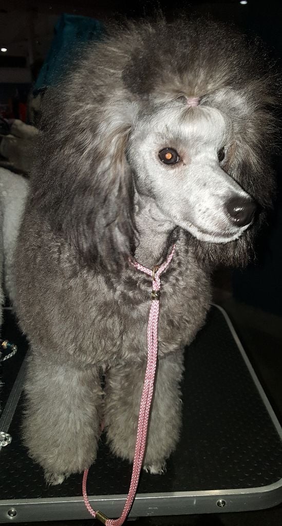 CH. Okimma africa des Cheycken's Grey De Clea - Classe Baby 1er très prometteur / meilleur baby