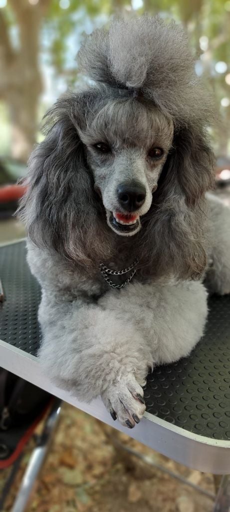 CH. Okimma africa des Cheycken's Grey De Clea - Classe ouverte : Cacs