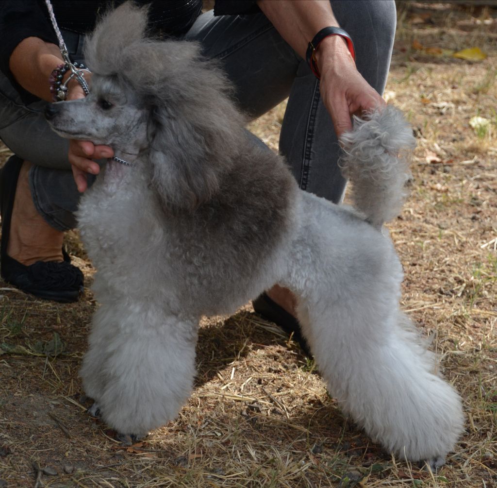 CH. Okimma africa des Cheycken's Grey De Clea - Classe inter Cacs / Bos