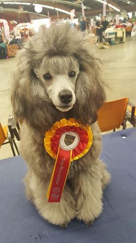 CH. Okimma africa des Cheycken's Grey De Clea - Classe Puppy: 1er très prometteur / best puppy