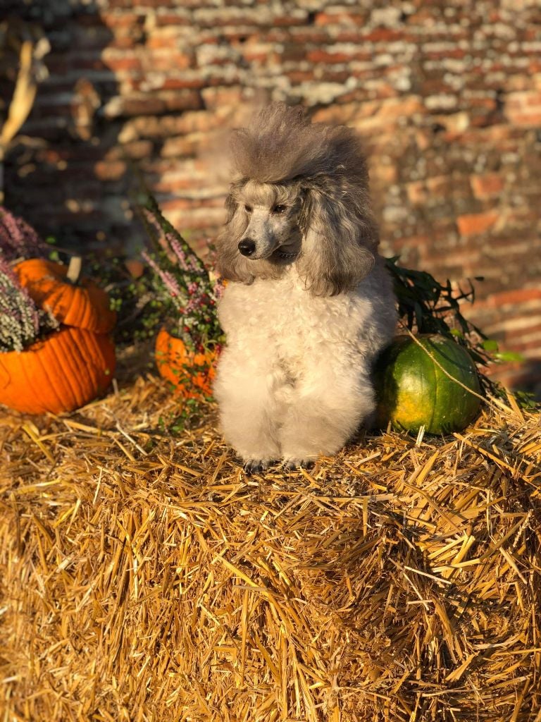 CH. Okimma africa des Cheycken's Grey De Clea - Classe inter Cacs/cacib/Bob