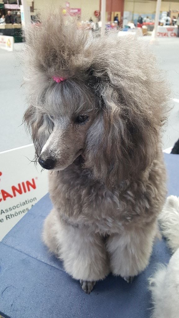 CH. Okimma africa des Cheycken's Grey De Clea - Classe jeune 1er excellent/Meilleur Jeune