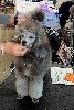 CH. Natsuky des Cheycken's Grey De Clea - Classe Puppy: 1er très prometteur / best puppy