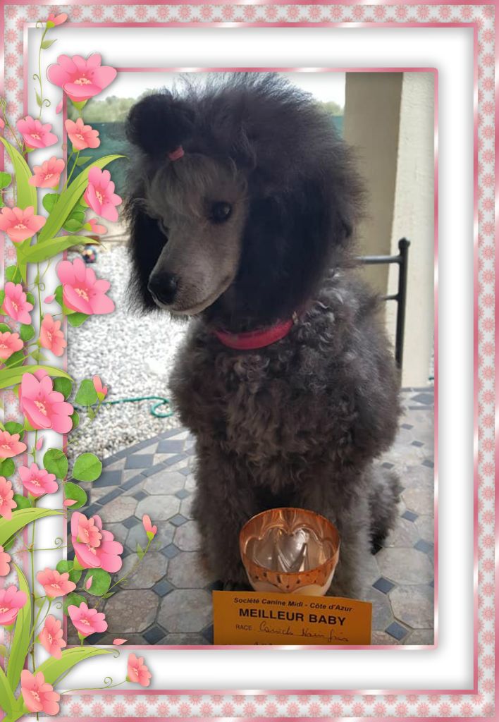 CH. Okimma africa des Cheycken's Grey De Clea - Classe Baby 1er très prometteur / meilleur baby