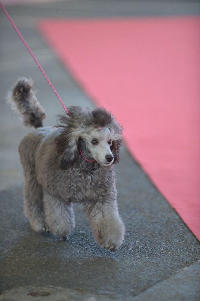 CH. Okimma africa des Cheycken's Grey De Clea - Classe Baby 1er très prometteur / meilleur baby