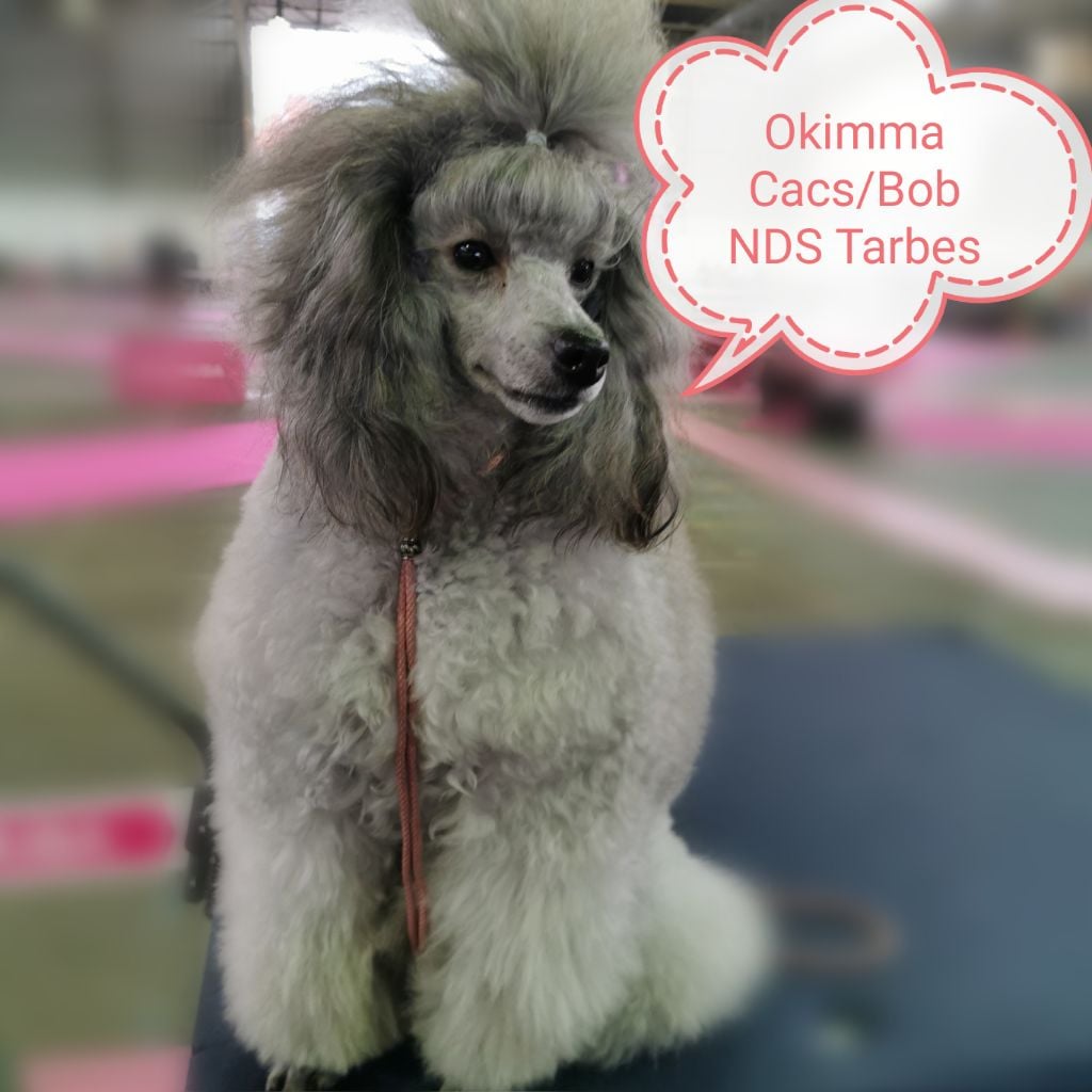 CH. Okimma africa des Cheycken's Grey De Clea - Classe inter Cacs/Bob