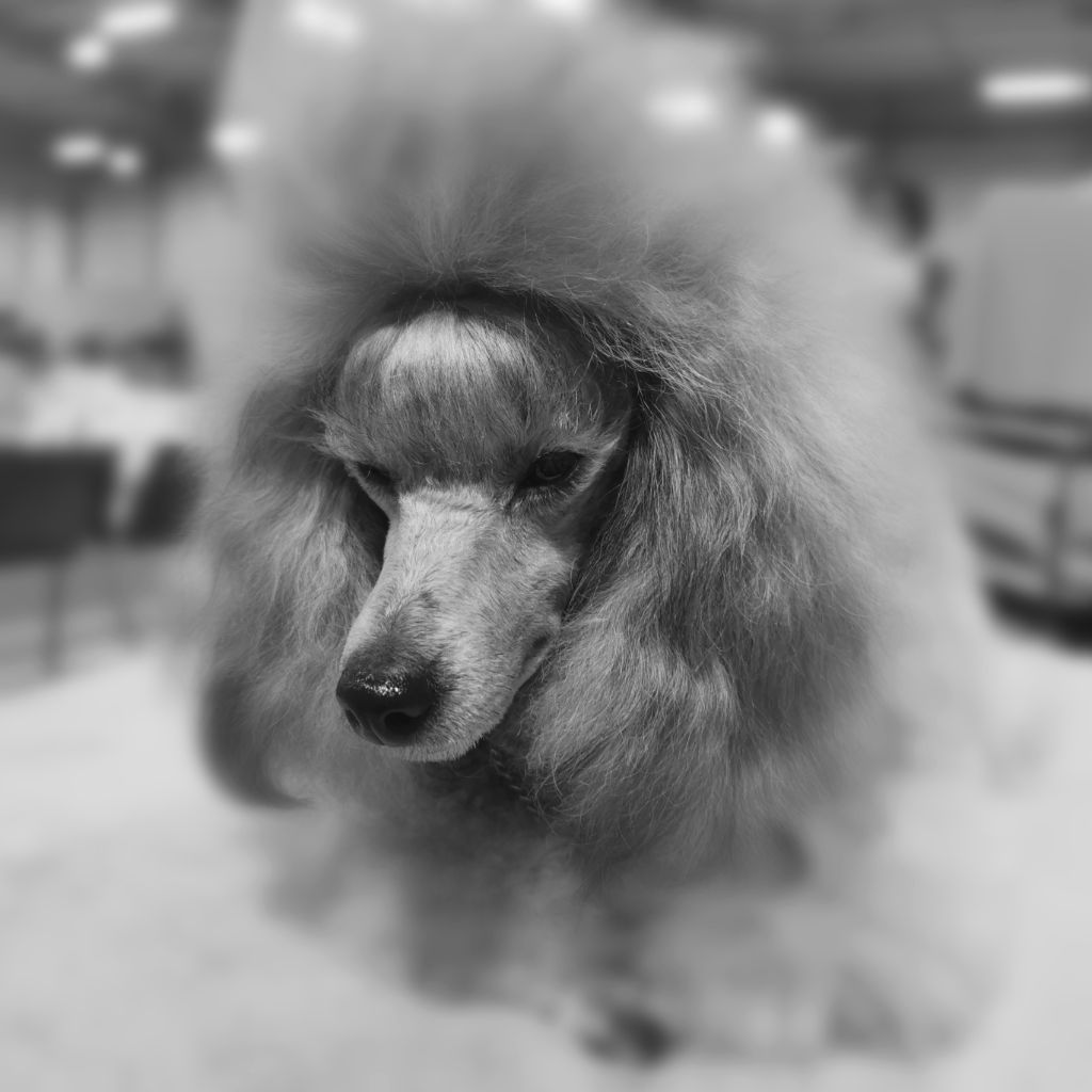 CH. Okimma africa des Cheycken's Grey De Clea - Classe ouverte : Cacs / Bos