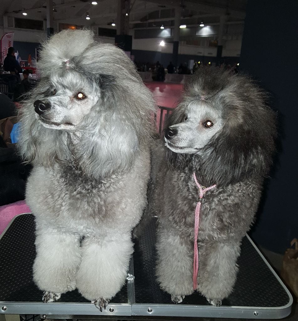 CH. Okimma africa des Cheycken's Grey De Clea - Classe Baby 1er très prometteur / meilleur baby