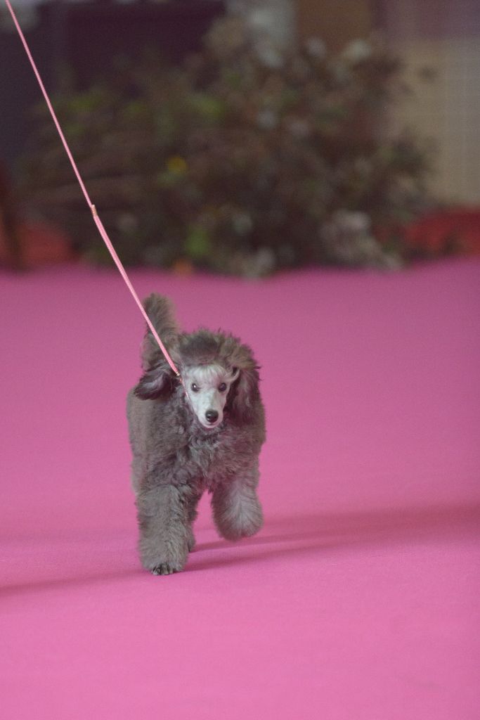 CH. Okimma africa des Cheycken's Grey De Clea - Classe Baby 1er très prometteur / meilleur baby