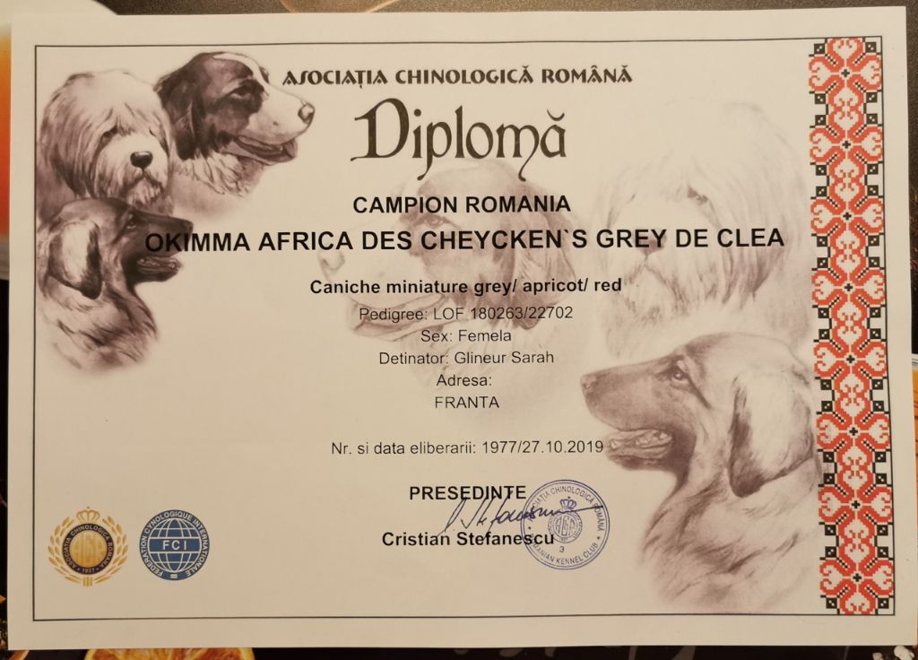 CH. Okimma africa des Cheycken's Grey De Clea - Classe inter Cacs/cacib/Bob