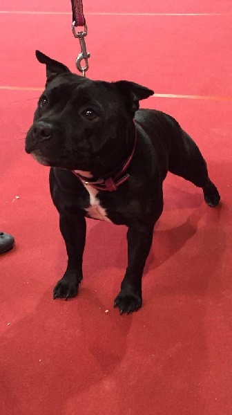 Java météore de Fambuena Didaho