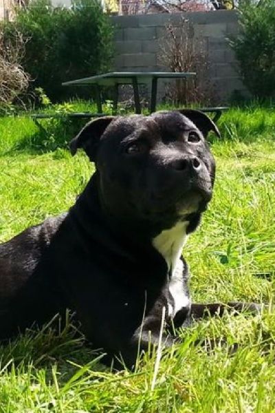 Ithéa sonata de Fambuena Didaho