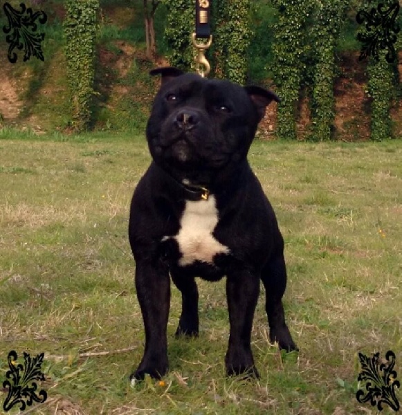 Java météore de Fambuena Didaho