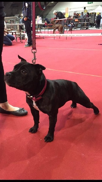 Java météore de Fambuena Didaho