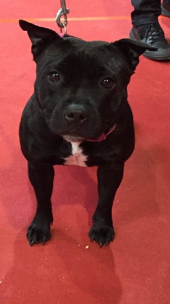 Java météore de Fambuena Didaho