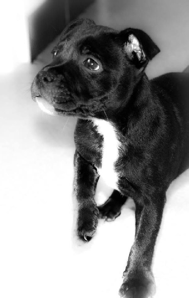 Java météore de Fambuena Didaho