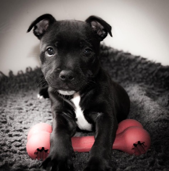 Java météore de Fambuena Didaho