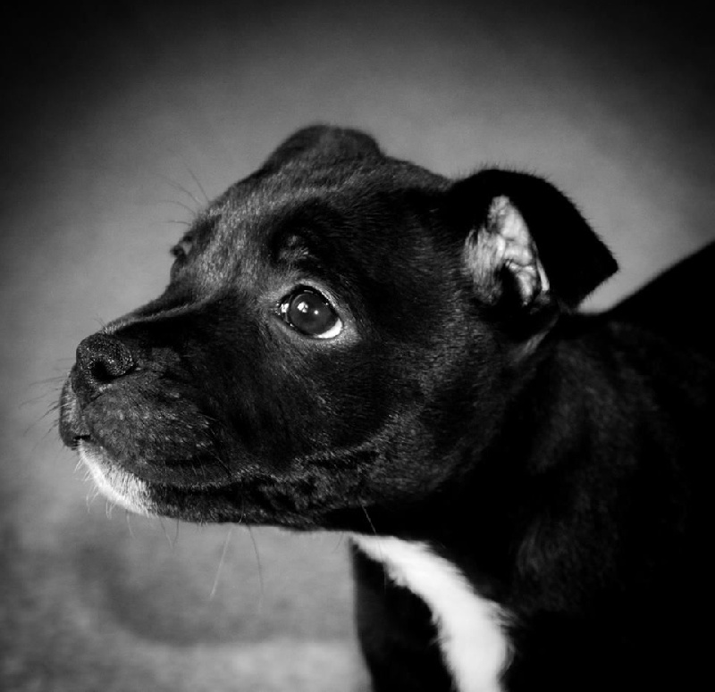 Java météore de Fambuena Didaho