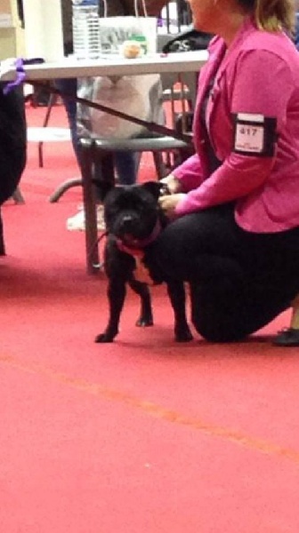 Java météore de Fambuena Didaho