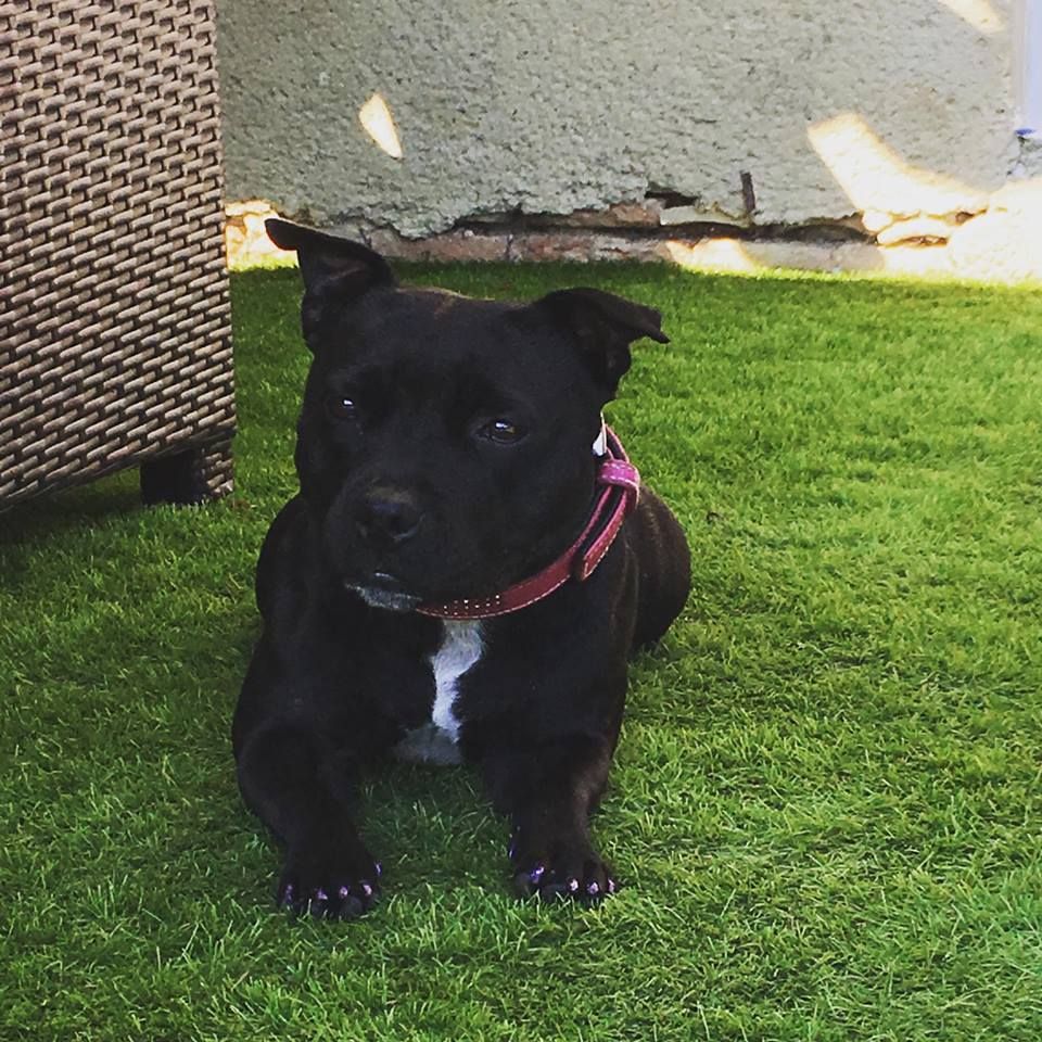 Java météore de Fambuena Didaho