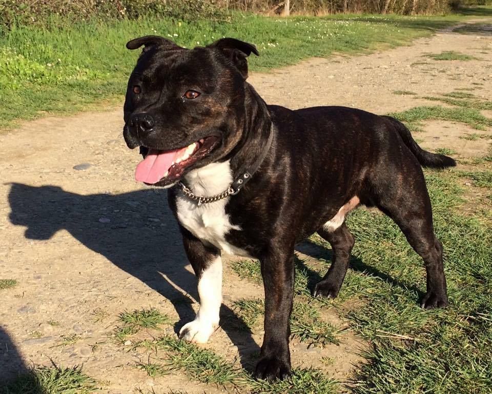 Lolo poppy satori de Fambuena Didaho - EXCELLENT CLASSE OUVERTE