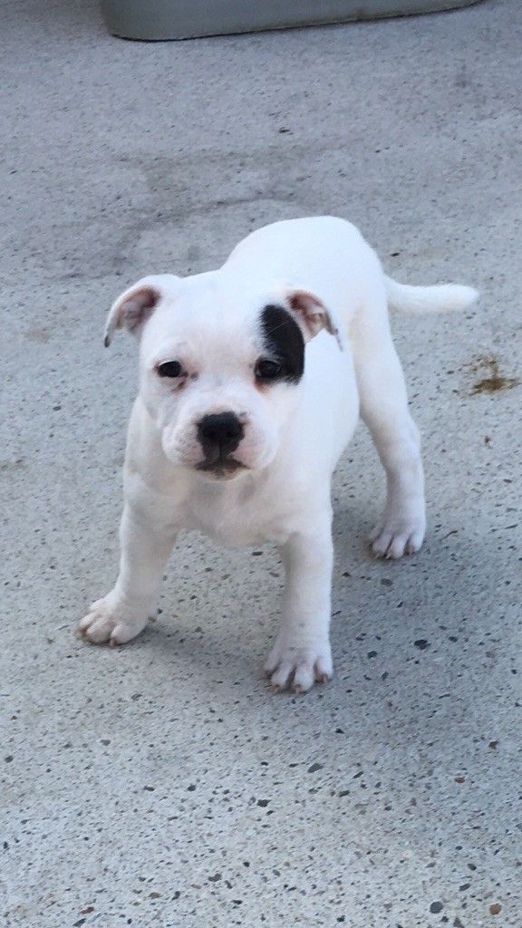 Praxidice karmagirl forkriss de Fambuena Didaho - Excellent classe jeune femelle