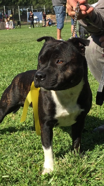 Lolo poppy satori de Fambuena Didaho - 3 eme excellent classe intermédiaire