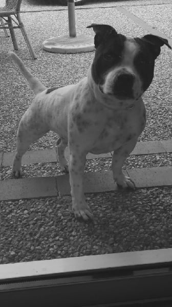 Lily roz paramount de Fambuena Didaho - 4 eme Tres bon