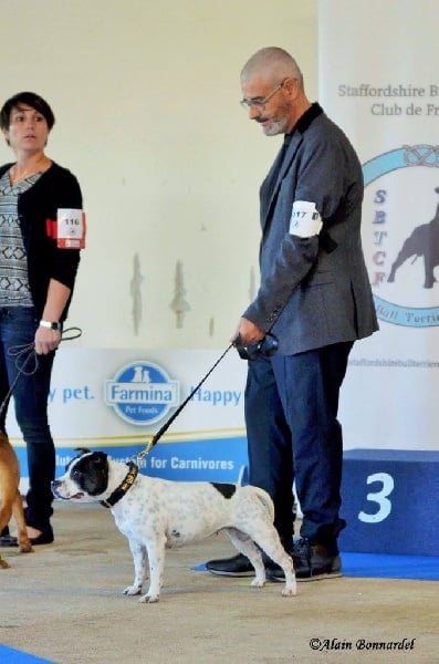 Lily roz paramount de Fambuena Didaho - Tres bon Classe intermédiare