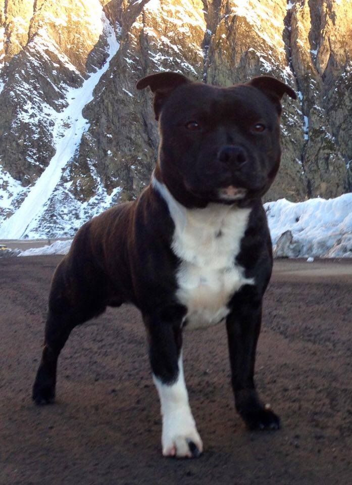 Lolo poppy satori de Fambuena Didaho - 2 EME EXCELLENT CLASSE OUVERTE