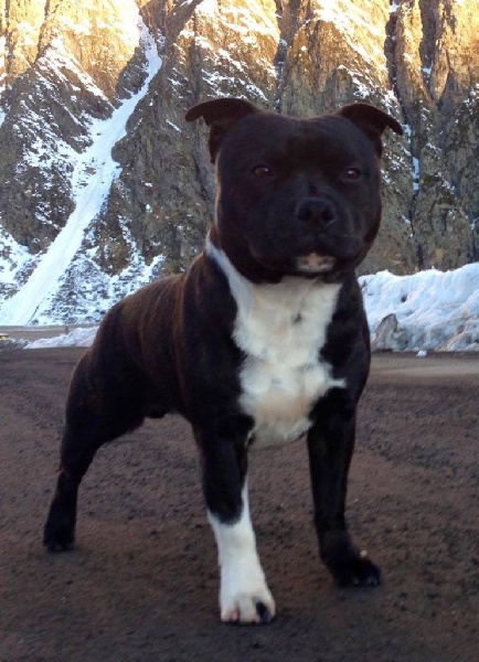 Lolo poppy satori de Fambuena Didaho - classe ouverte 3 eme Excellent