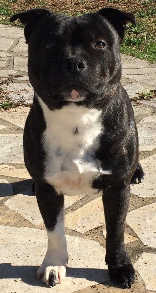 Lolo poppy satori de Fambuena Didaho - EXCELLENT CLASSE OUVERTE