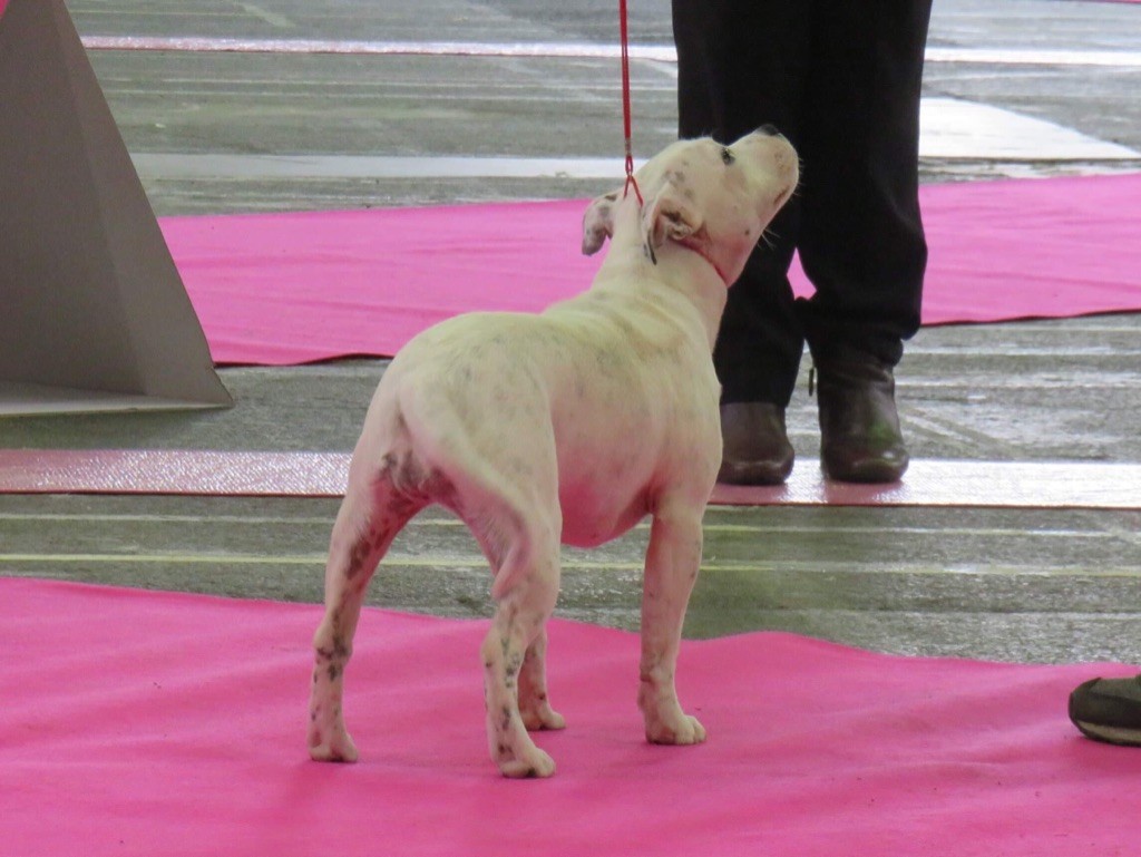 Praxidice karmagirl forkriss de Fambuena Didaho - Classe baby femelles Très Prometteur meilleur baby