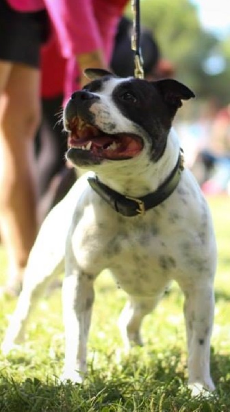 Lily roz paramount de Fambuena Didaho - Excellent classe intermédiaire