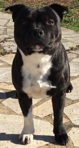 Lolo poppy satori de Fambuena Didaho - CLASSE OUVERTE EXCELLENT