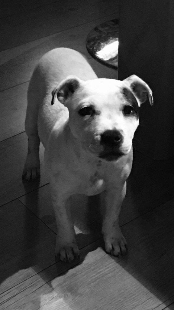 Praxidice karmagirl forkriss de Fambuena Didaho - Classe baby femelle Très Prometteur