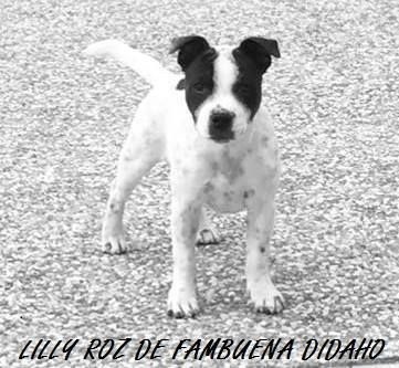 Lily roz paramount de Fambuena Didaho - TRES PROMETTEUR **MEILLEUR BABY**
