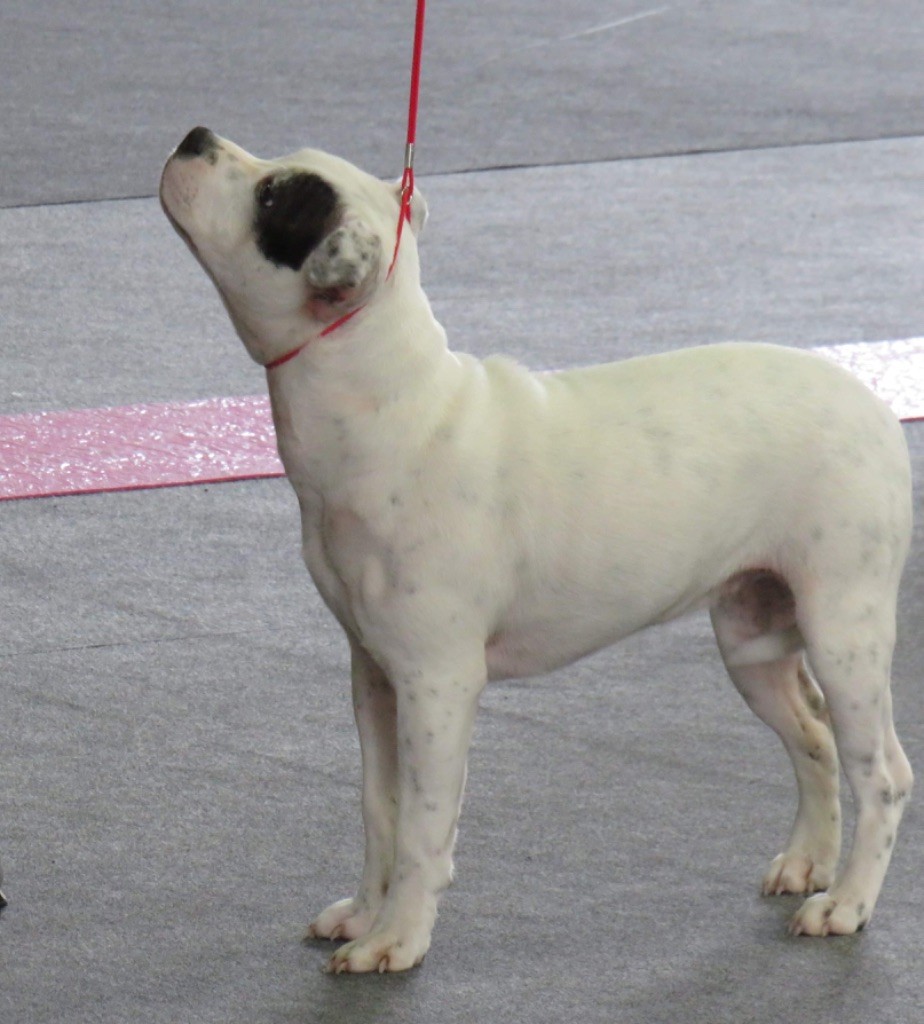 Praxidice karmagirl forkriss de Fambuena Didaho - Très prometteur meilleur Puppy femelle