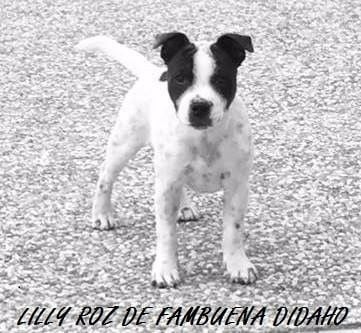 Lily roz paramount de Fambuena Didaho - Tres Prometteur Classe PUPPY