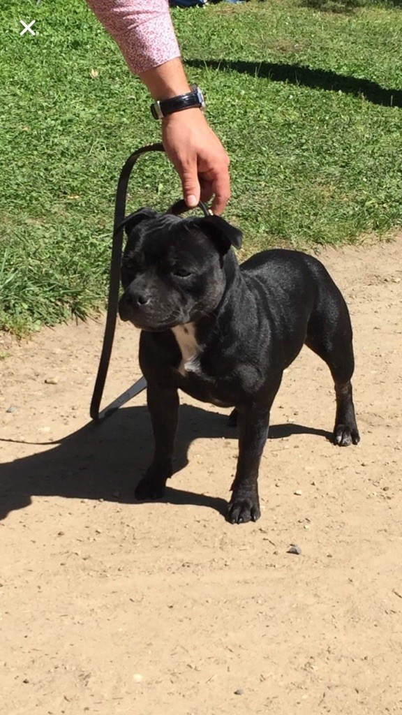 Oililly spritz de Fambuena Didaho - Jeune femelle 1 excellent meilleure jeune meilleure femelle