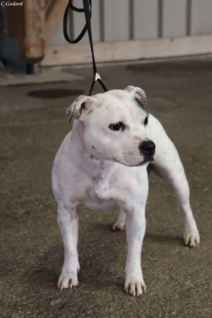 Praxidice karmagirl forkriss de Fambuena Didaho - EXCELLENT CLASSE OUVERTE FEMELLE