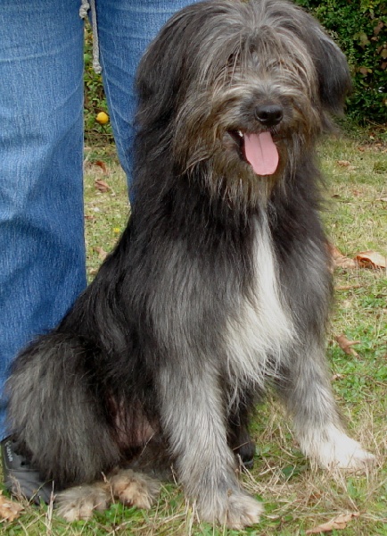 Publication : del Cami des Pastoureaux