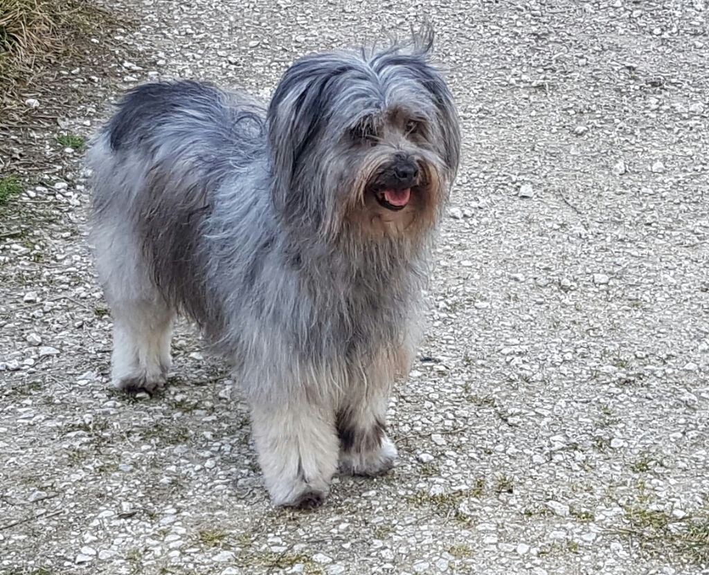 Publication : del Cami des Pastoureaux Auteur : Gwenola JUNGERS