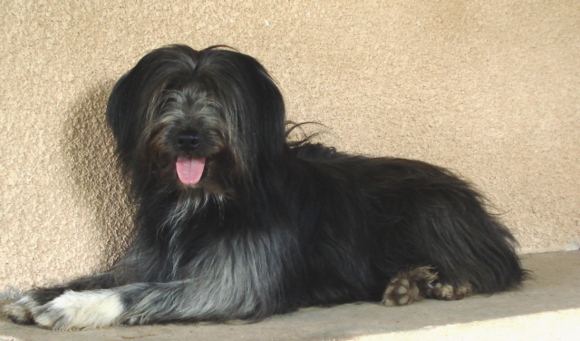 Publication : del Cami des Pastoureaux