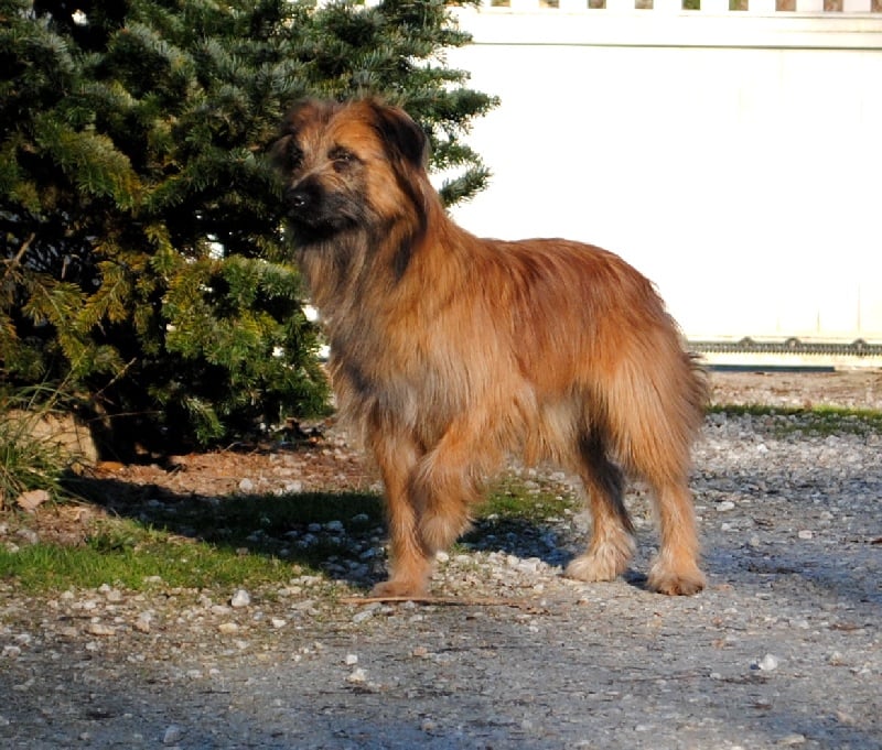 Publication : del Cami des Pastoureaux