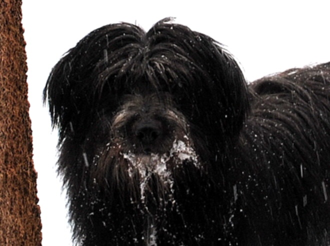 Publication : del Cami des Pastoureaux