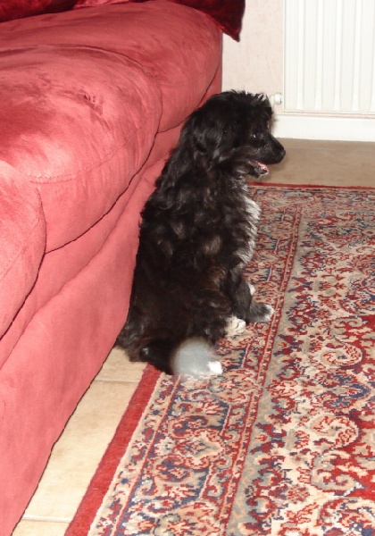 Publication : del Cami des Pastoureaux