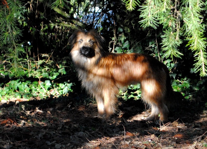 Publication : del Cami des Pastoureaux