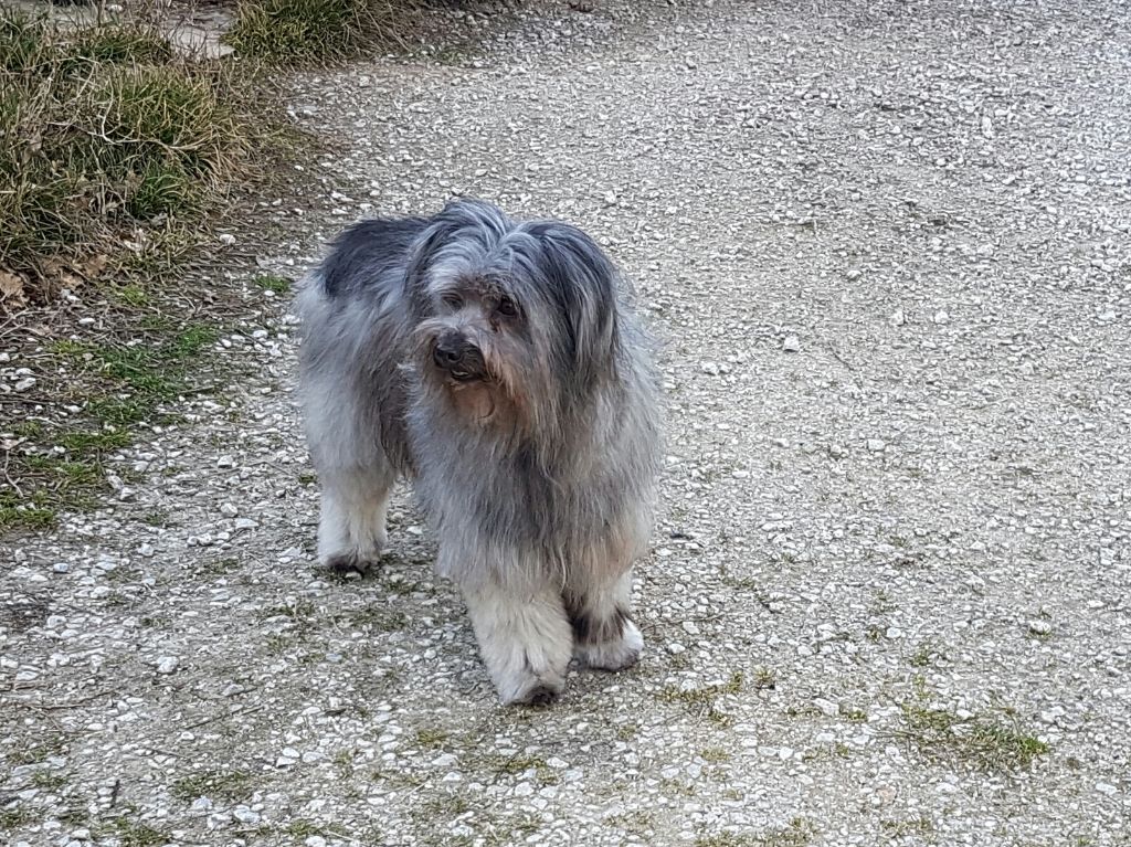 Publication : del Cami des Pastoureaux Auteur : Gwenola JUNGERS