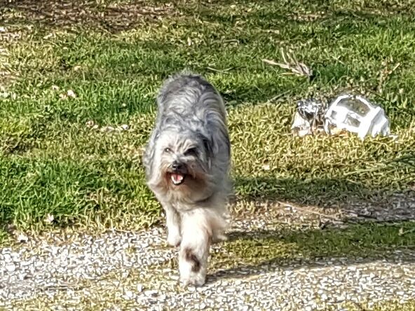 Publication : del Cami des Pastoureaux Auteur : Gwenola JUNGERS